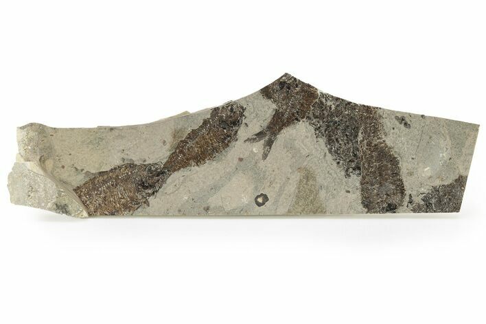 Fossil Fish (Knightia) Mortality Plate - Wyoming #257102